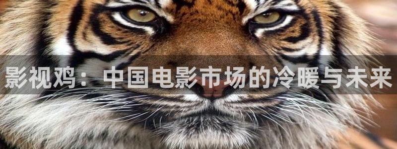 49元斑马：影视鸡：中国电影市场的冷暖与未来
