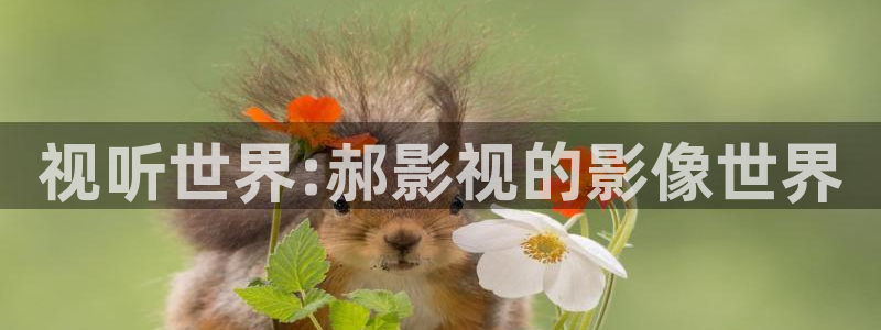 大响的电影斑马：视听世界:郝影视的影像世界